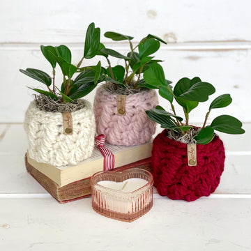 The Feathery Planter 080