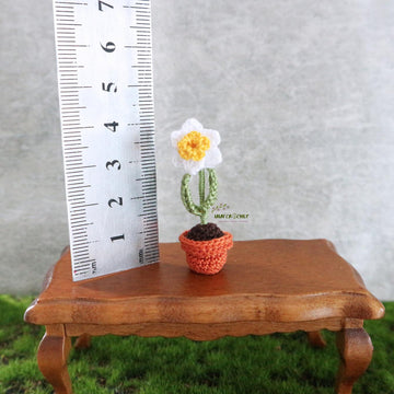 Miniature potted daffodil
