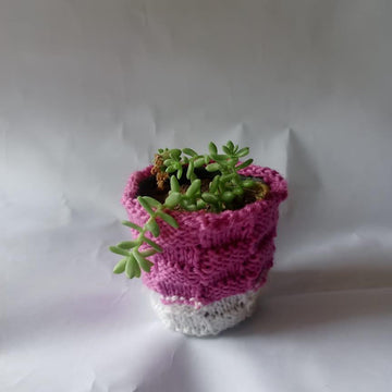 Bakers Basket Plant