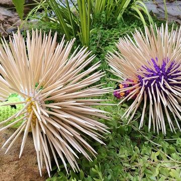 Petunia Porcupine Toothpick Holder