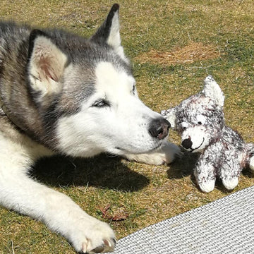 Cute Toys to Knit 4 - Husky dog, bear, rat, owl, woolly mammoth, lamb, cat, mouse