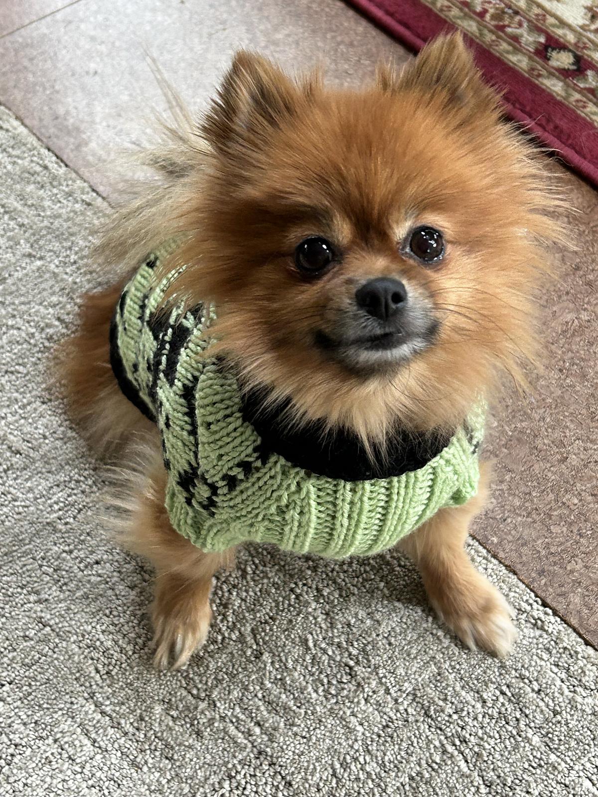 Snowy pup Sweater
