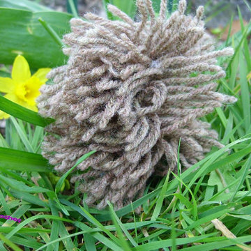 Hedgehog