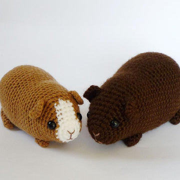 Chubby guinea pig