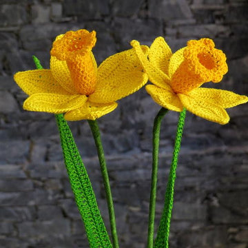 Daffodil long stem
