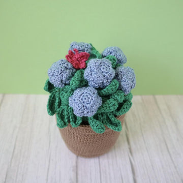 Garden Plants, Flowers and Bugs