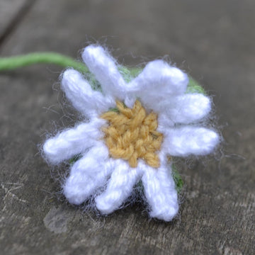 Daisy