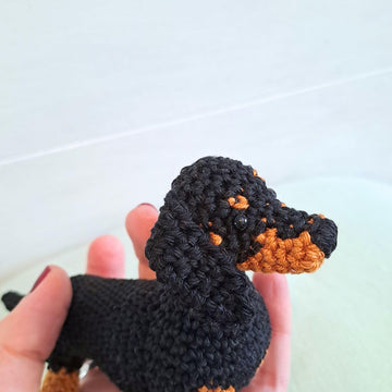 Dachshund