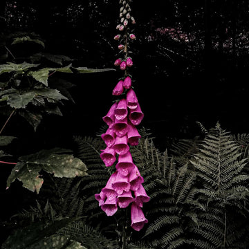 Foxglove Socks
