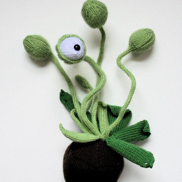 Cyclops Pot Plant
