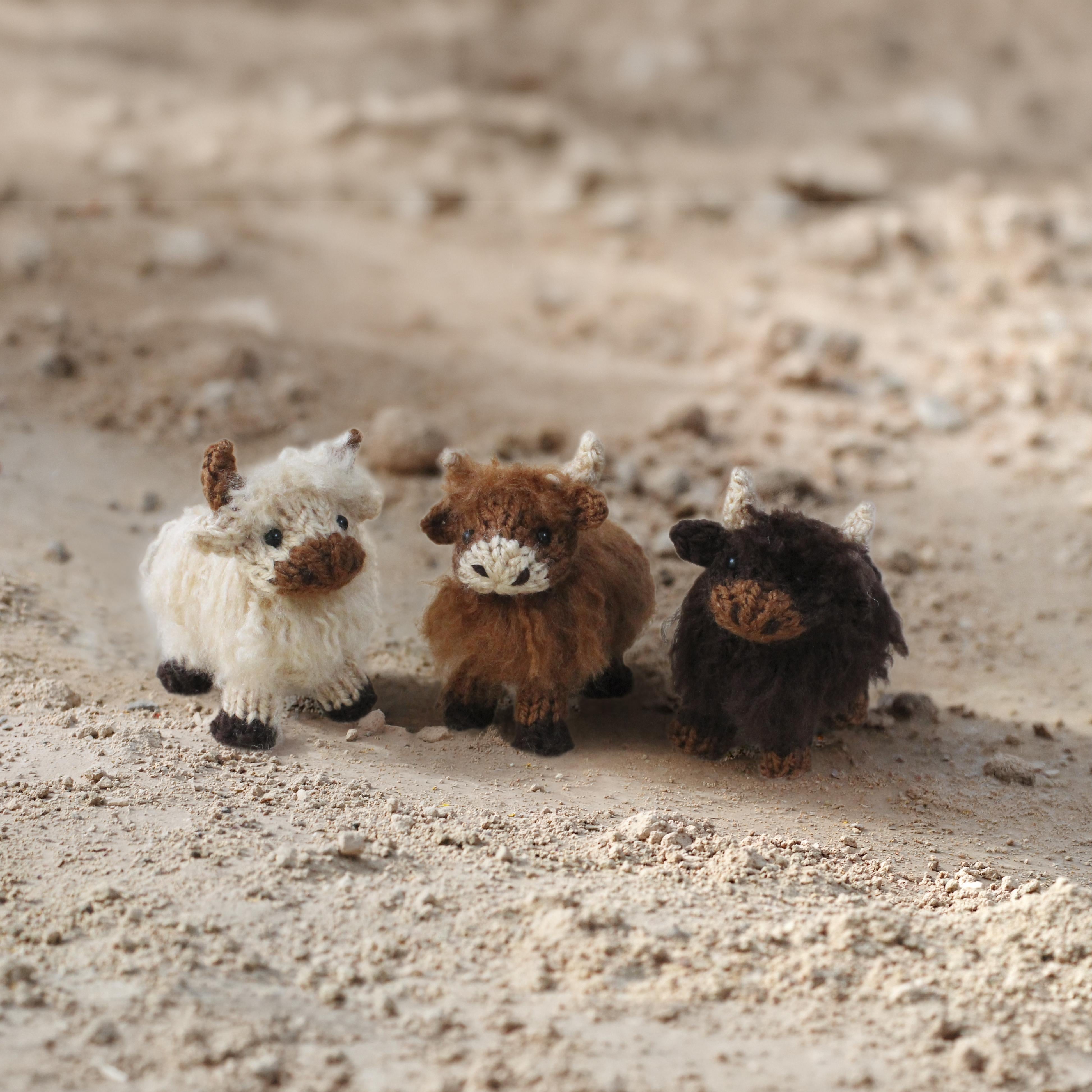 Mini Highland Cows