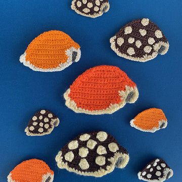 Cowrie Shell