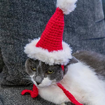 Cat Santa Hat
