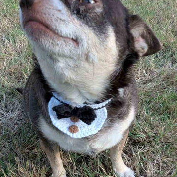 Dog Collar 2.7 in English-US