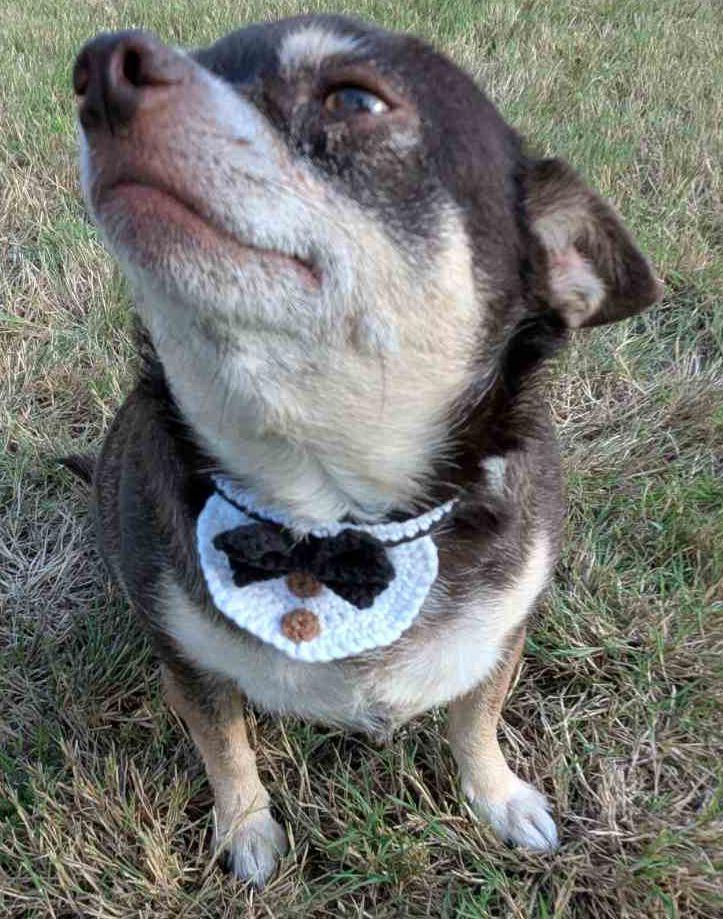 Dog Collar 2.7 in English-US