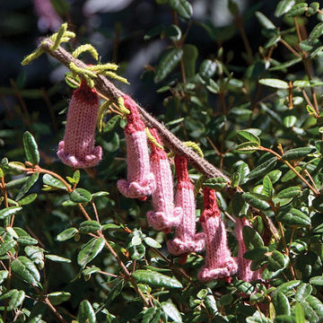 Common Heath