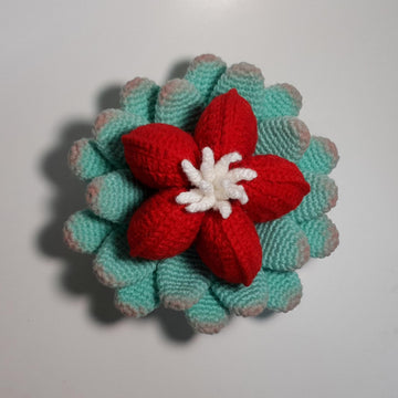 Heart Shaped succulent