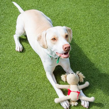 Oliver the Dog for Battersea
