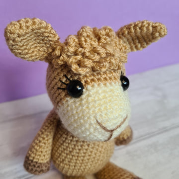 Sweet little Alpaca
