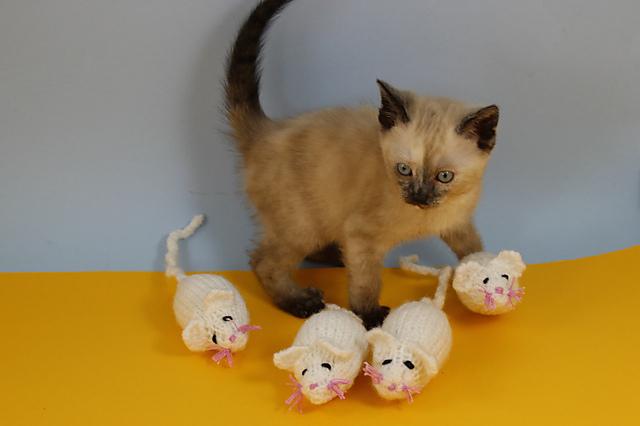 3 Blind Mice Kitten Toy