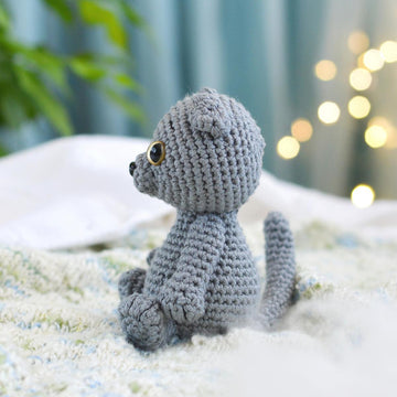 Scottish Fold cat