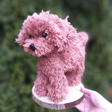 Poodle dog standing