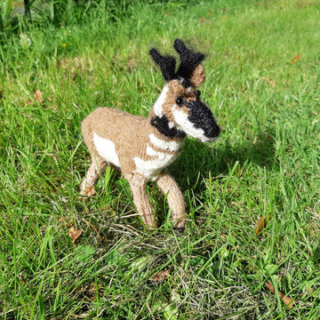 Pronghorn