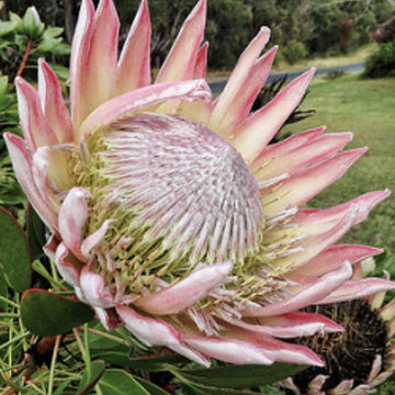 Protea