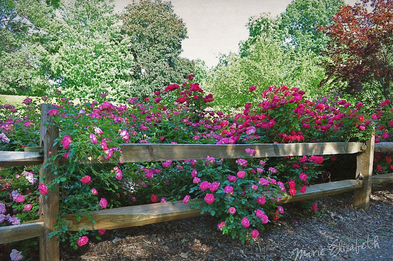 Garden Fence Socks