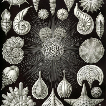 Fossil