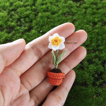 Miniature potted daffodil