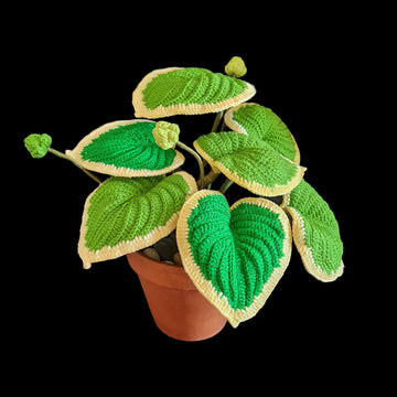Crochet Hosta plant