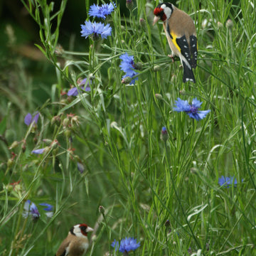 Charming Goldfinch