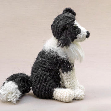 Finnly the Border Collie