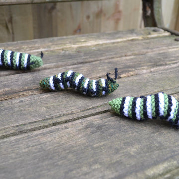 Monarch Caterpillar and Chrysallis
