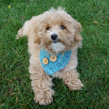 Dog Buttoned Cowl