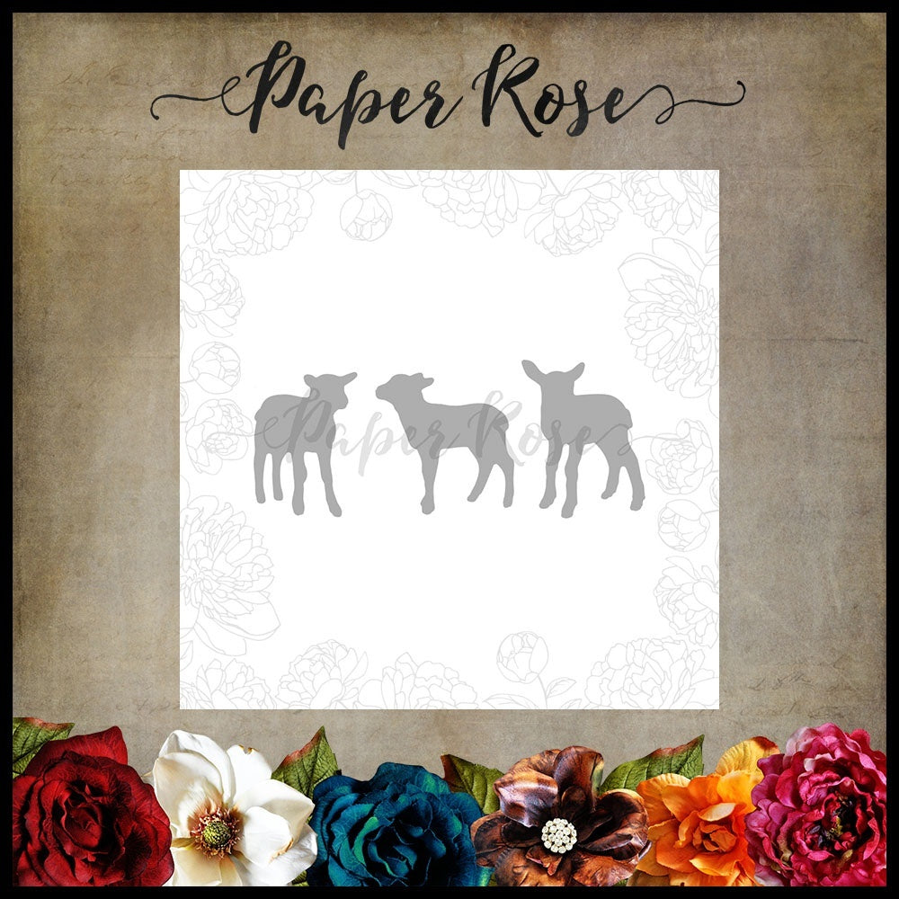 Paper Rose Dies - Three Little Lambs