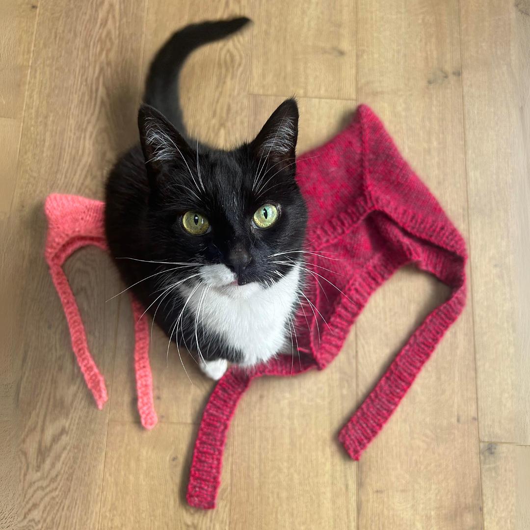 Matching knitted cat hats