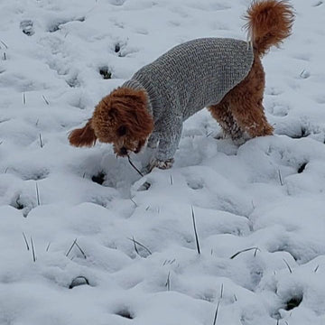 Dog Sweater Charlie No.3