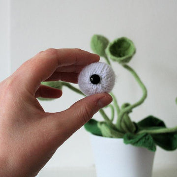 Cyclops Pot Plant