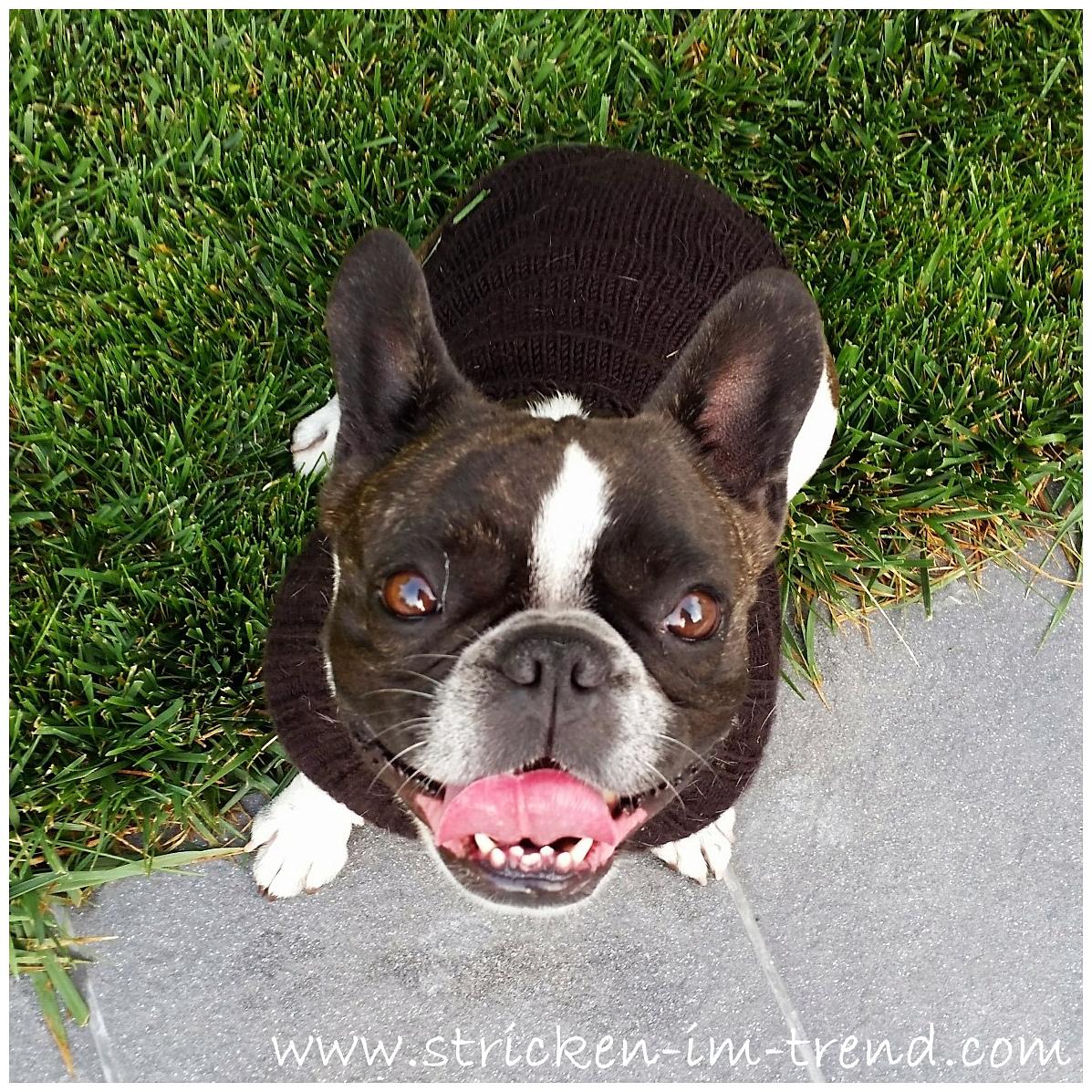 Knitting Pattern Dog Sweater LILO | French Bulldog Jumper | Pet Knitwear PDF
