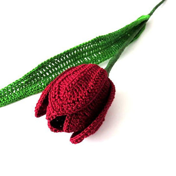 Tulip flower long stem