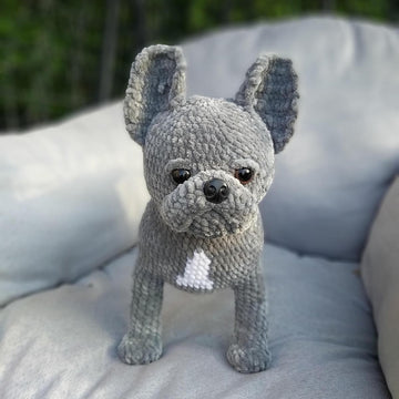 French Bulldog dog
