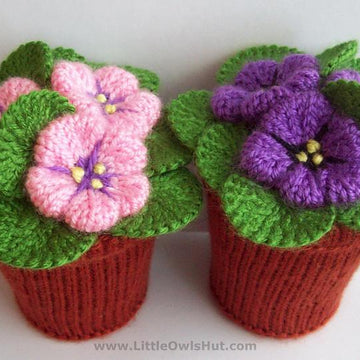 189 Violets flowers in Pots