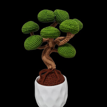 Juniper Bonsai tree