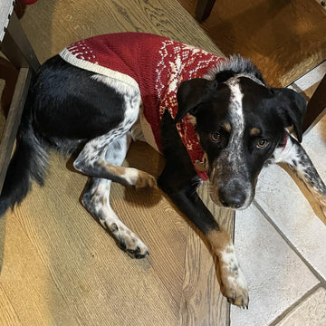 Snowy pup Sweater