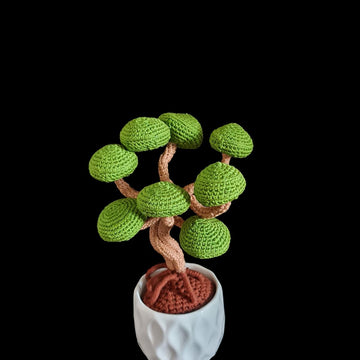 Juniper Bonsai tree