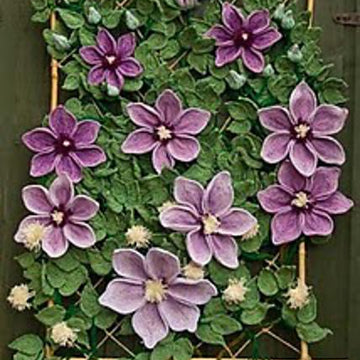 Clematis