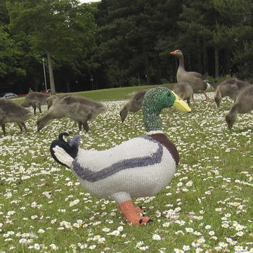 My Pet Mallard Duck