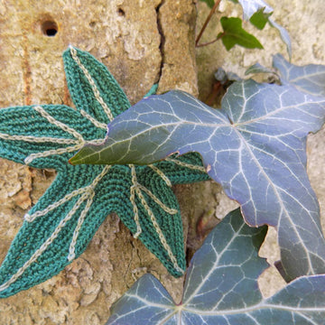 Big Ivy leaf, beautiful leaves